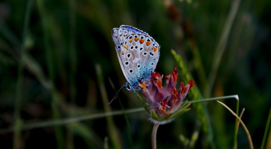 da identificare - Polyommatus sp.