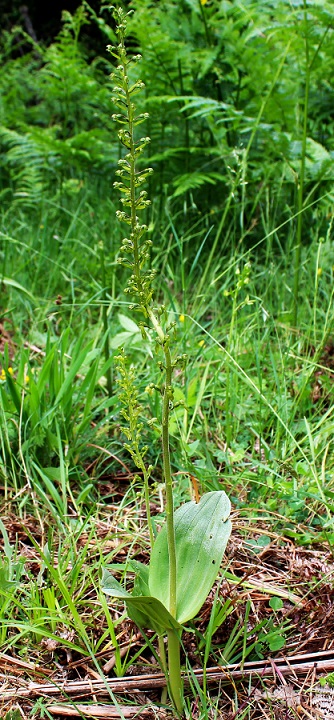 Neottia ovata