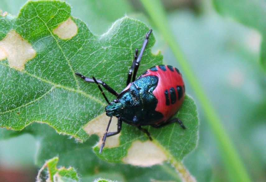 Pentatomidae: Jalla dumosa (ninfa)  da Manfredonia (FG)