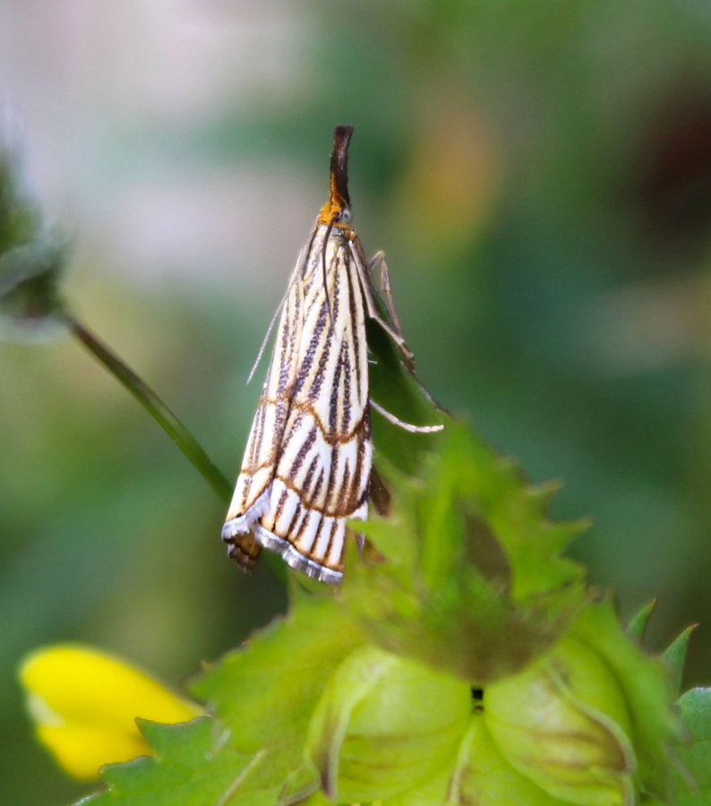 da identificare - Chrysocrambus craterellus