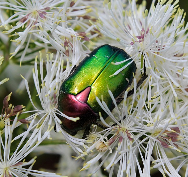 Cetonia aurata pisana, Cetoniidae