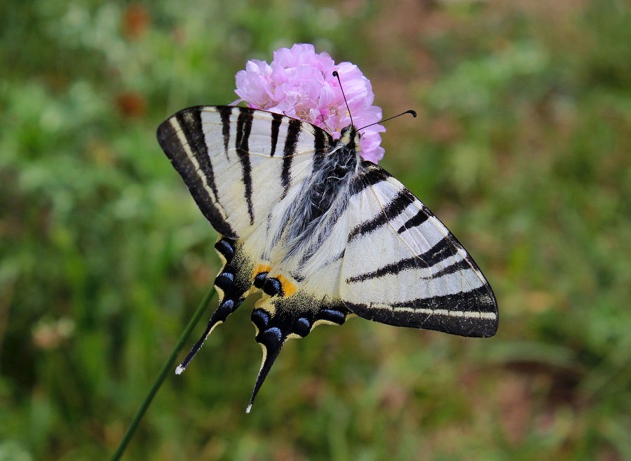 Macaone? No, Iphiclides podalirius