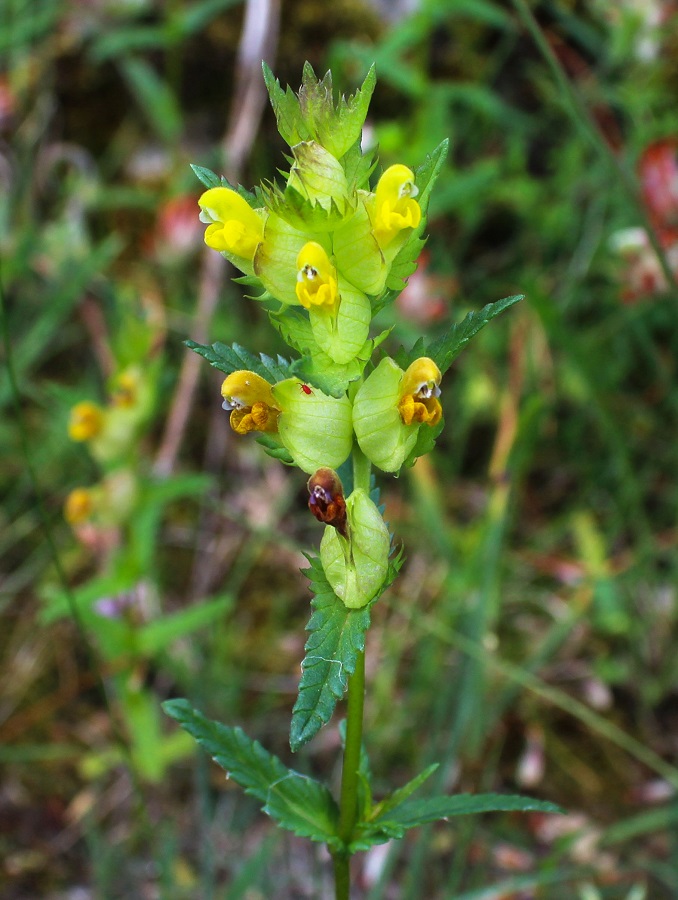 Rhinanthus minor