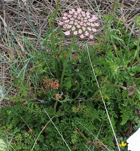 Daucus carota o gnidium ?