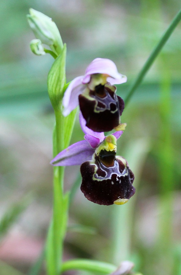 Ophrys gracilis