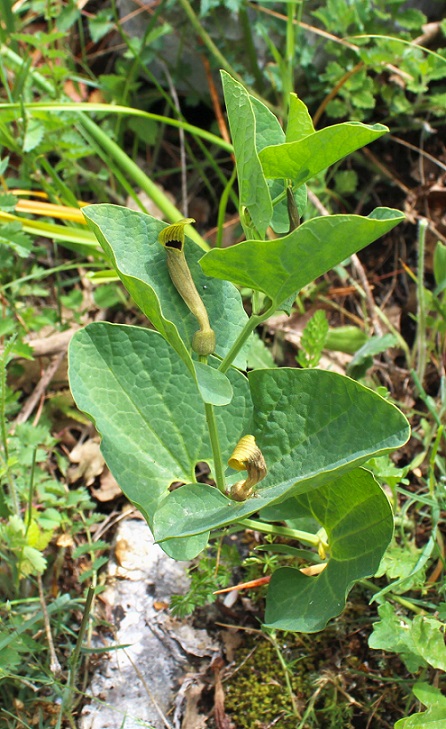 Aristolochia lutea