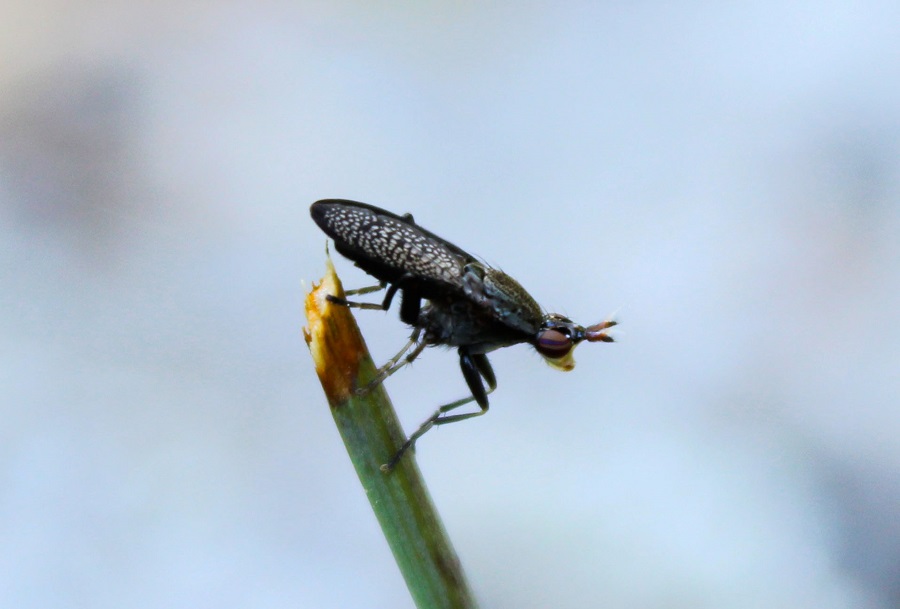 Coremacera marginata,     Sciomyzidae