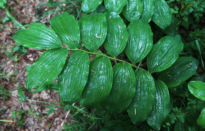 Sigillo di re Salomone - Polygonatum multiflorum