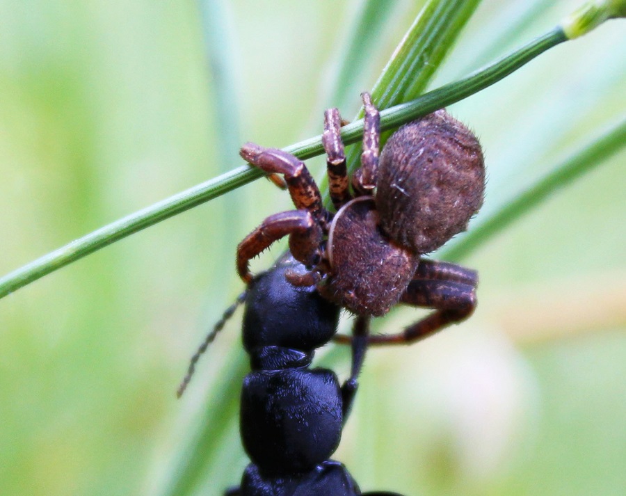 Xysticus preda Ocypus sp. - Montenero Gargano (FG)