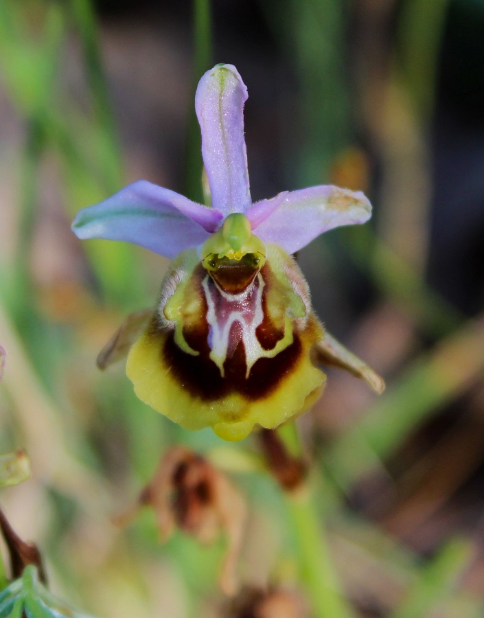 Ophrys lacaitae X Ophrys cinnabarina