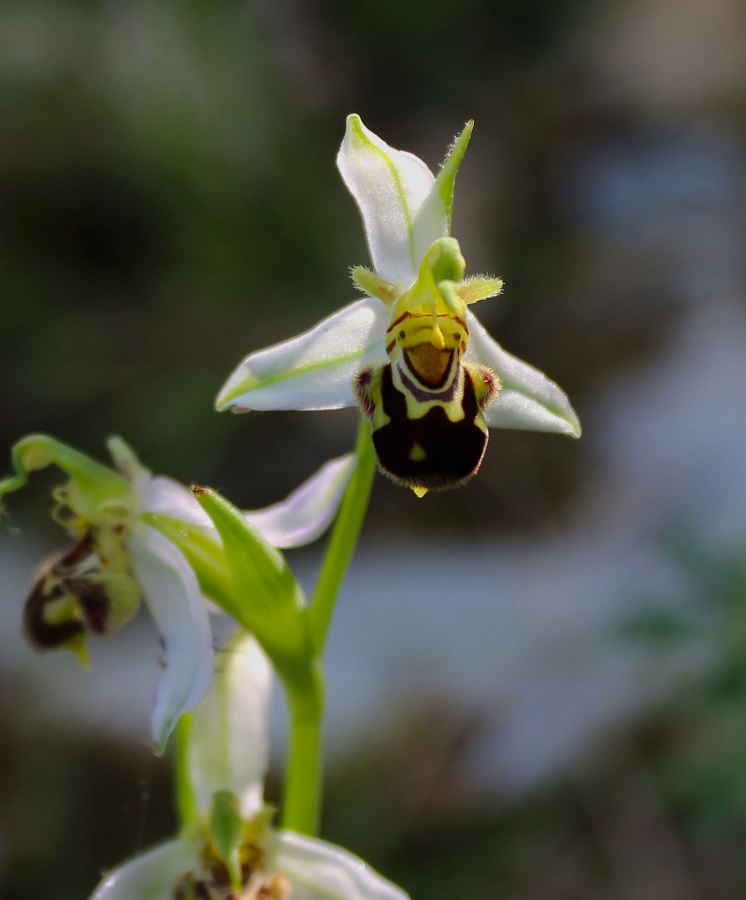 Ophrys apifera Huds.