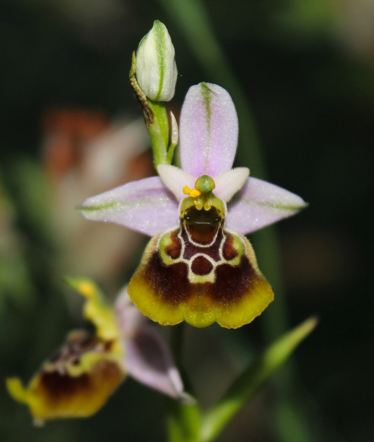 Ophrys gracilis x Oprhys lacaitae