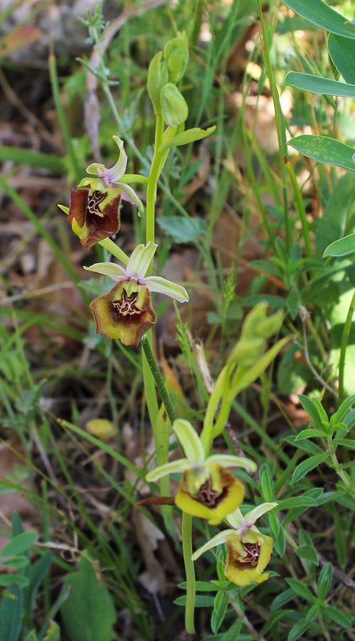 Ophrys cinnabarina x lacaitae