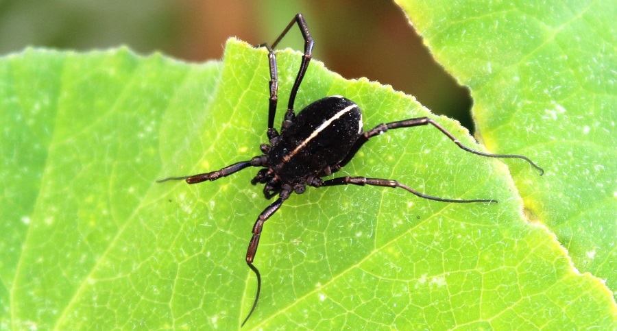 Zacheus cfr. crista (Phalangiidae)