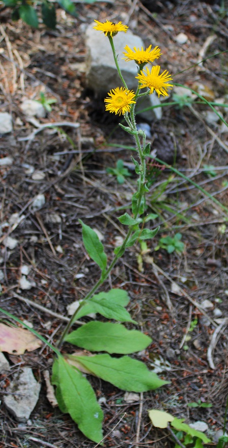 Pulicaria odora / Incensaria odorosa