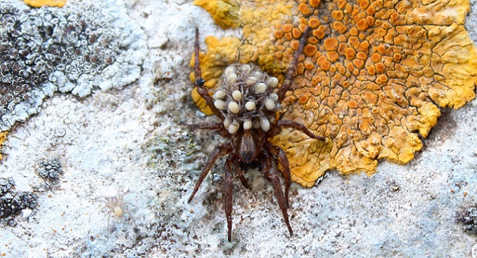 Trochosa sp. con piccoli - Manfredonia (FG)