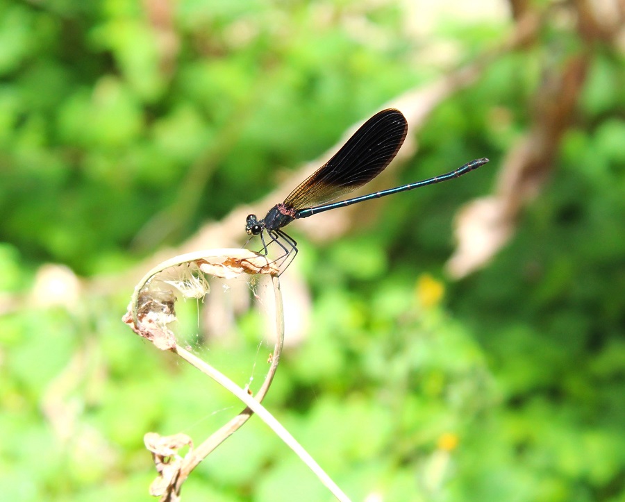 Calopteryx haemorrhoidalis