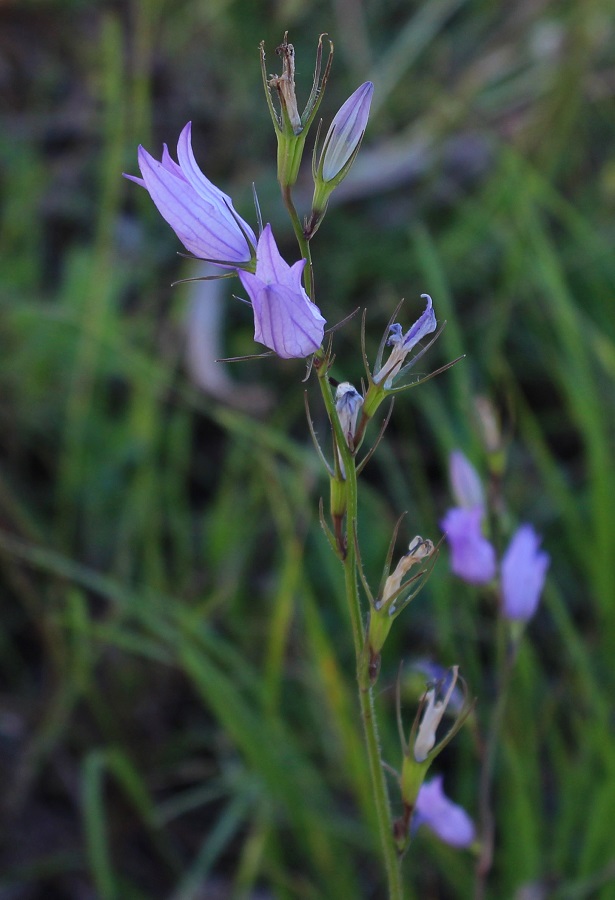 Campanula rapunculus