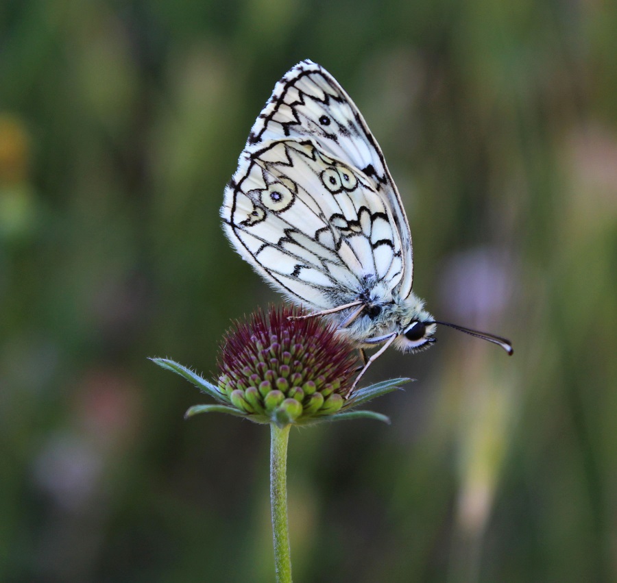 da determinare - Melanargia russiae