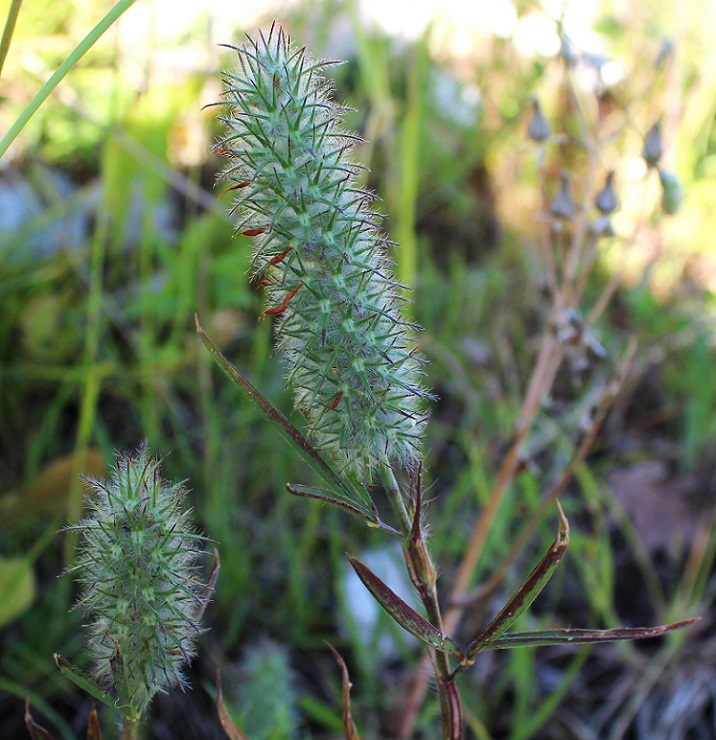 Trifolium angustifolium