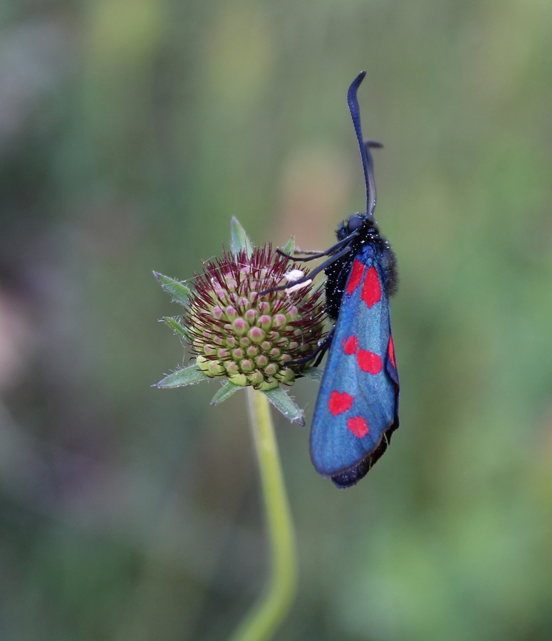 Zygena ? Zygaena (Zygaena) filipendulae