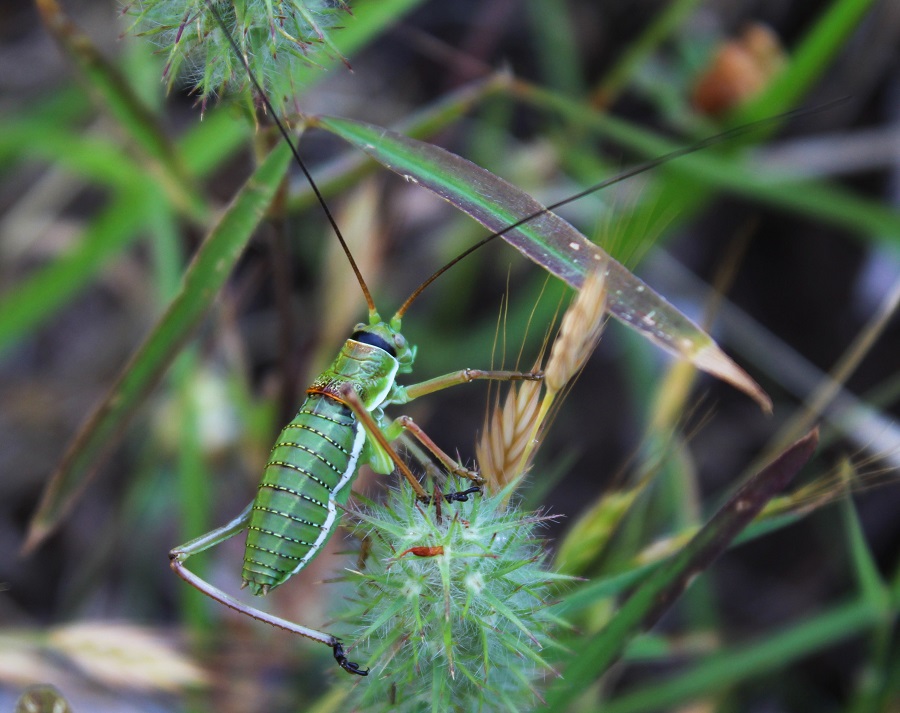 Ninfa di Tettigoniidae (cfr. Ephipigger sp.,  maschio).