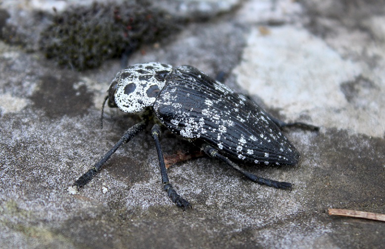 Capnodis tenebrionis? No, C. cariosa, Buprestidae