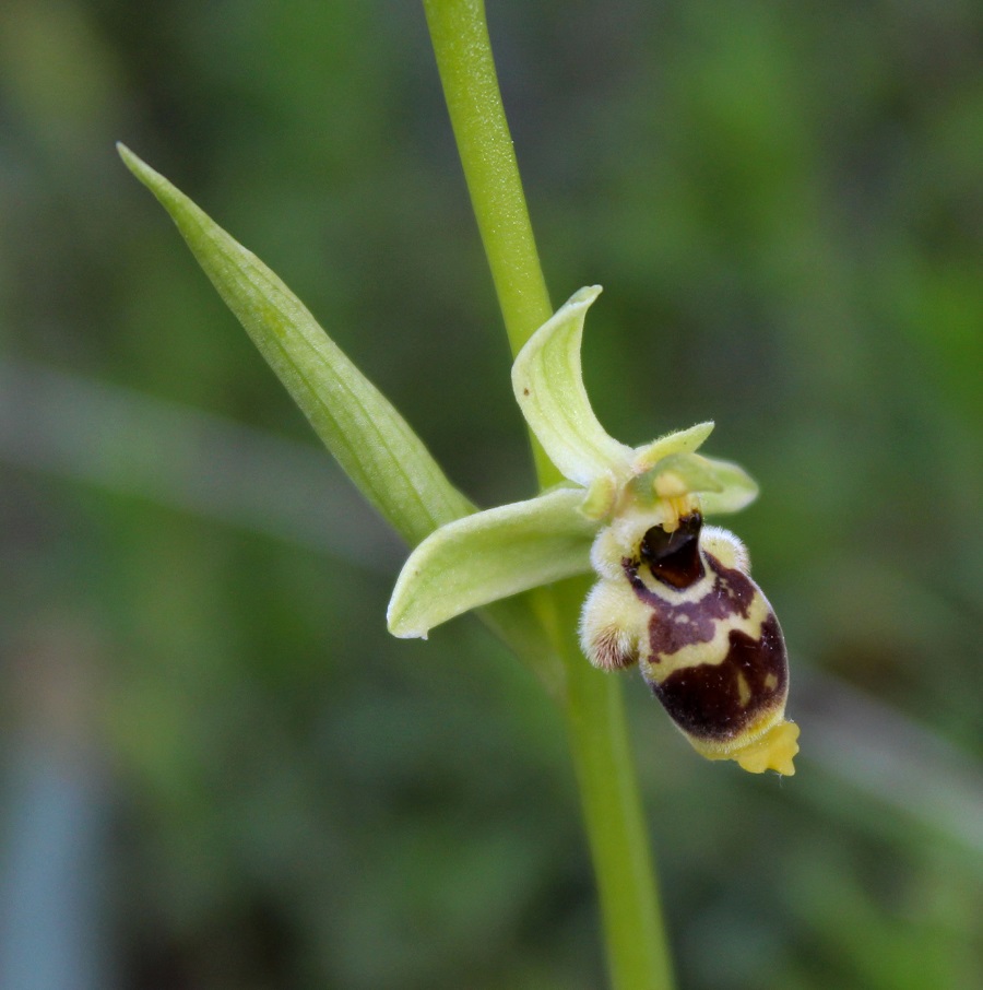 Ophrys conradiae