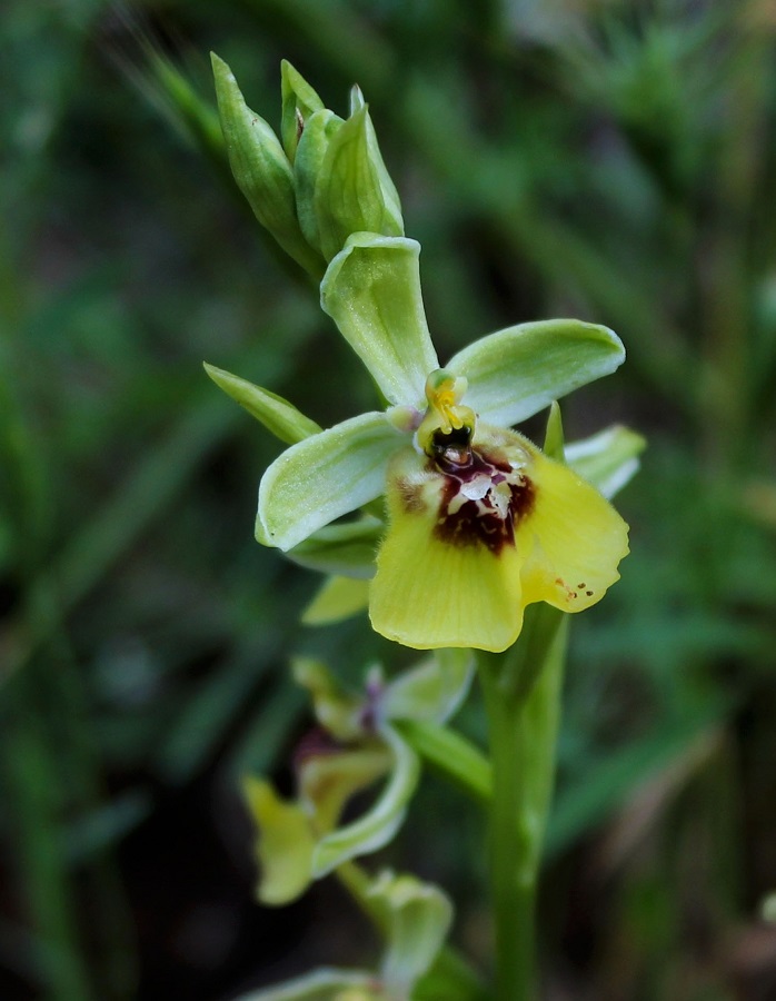 Ophrys lacaitae / Ofride di Lacaita