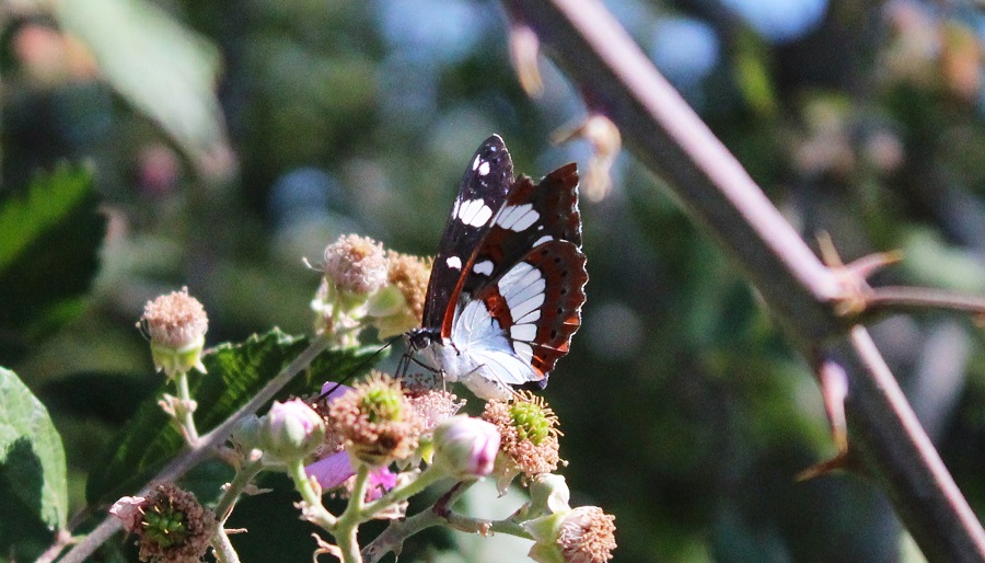 farfalla da Id - Limenitis reducta