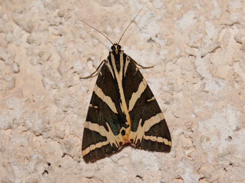 Falena da Id - Euplagia quadripunctaria, Erebidae Arctiinae