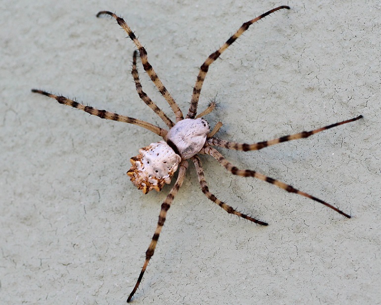 Argiope lobata - Manfredonia (FG)