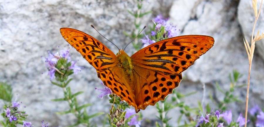 da determinare - Argynnis (Argynnis) paphia