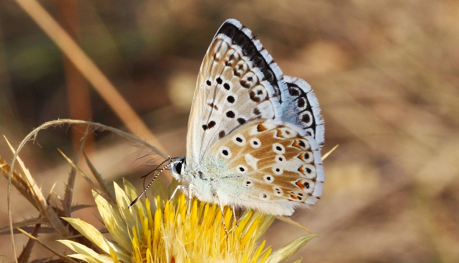 farfalla da Id - Polyommatus (Lysandra) coridon