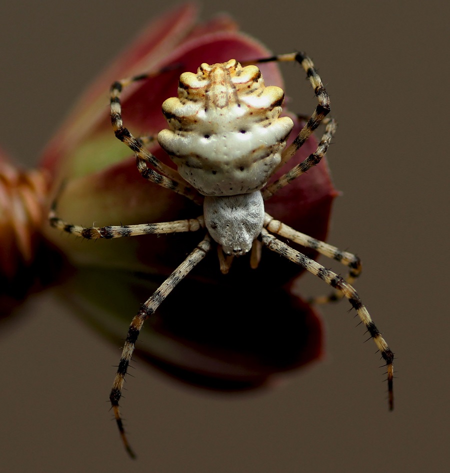 Argiope lobata (incontro ravvicinato) - Manfr. Gargano (FG)