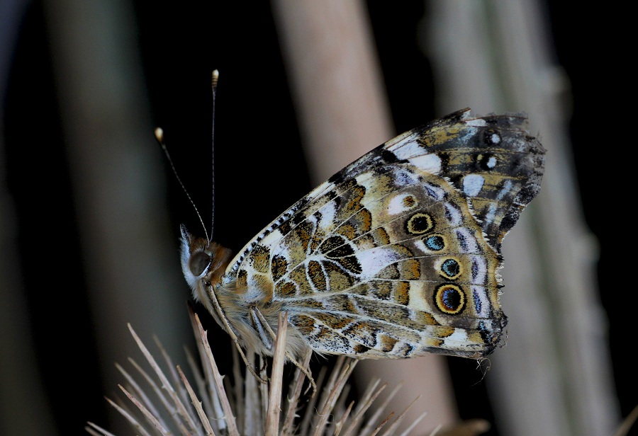 Da determinare - Vanessa cardui, Nymphalidae