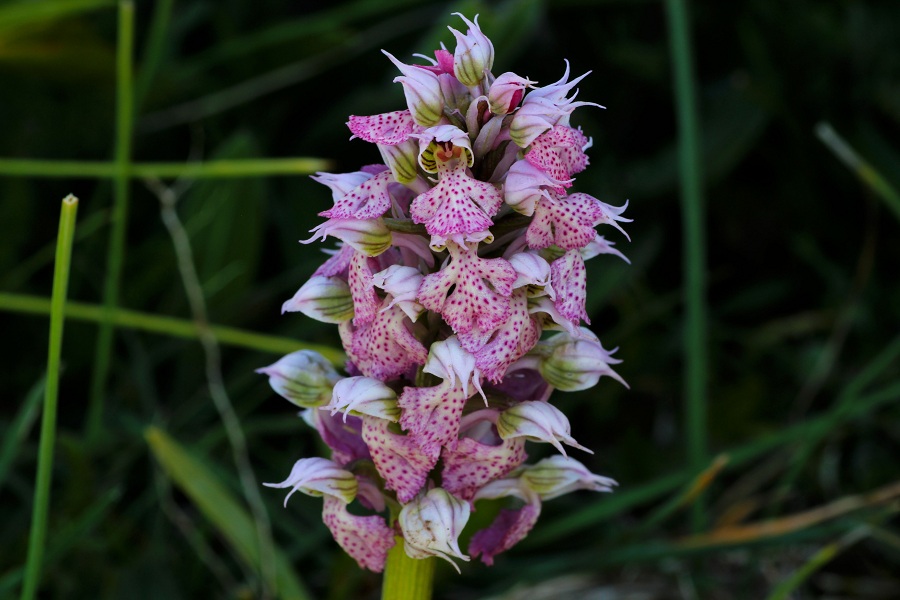 Neotinea lactea / Orchidea lattea