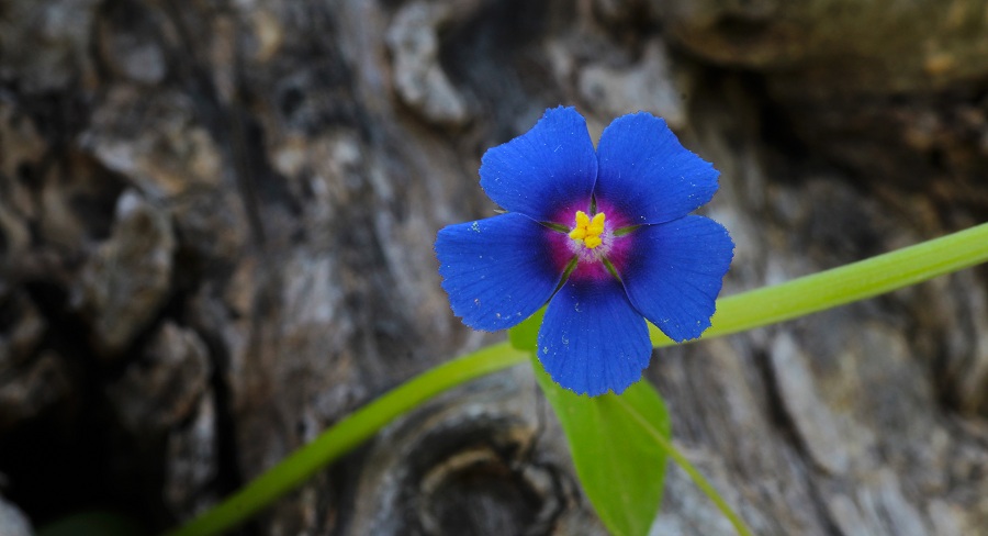 Anagallis arvensis (= Lysimachia arvensis) Primulaceae