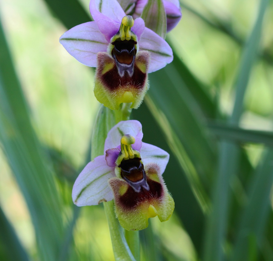 Ophrys tenthredinifera