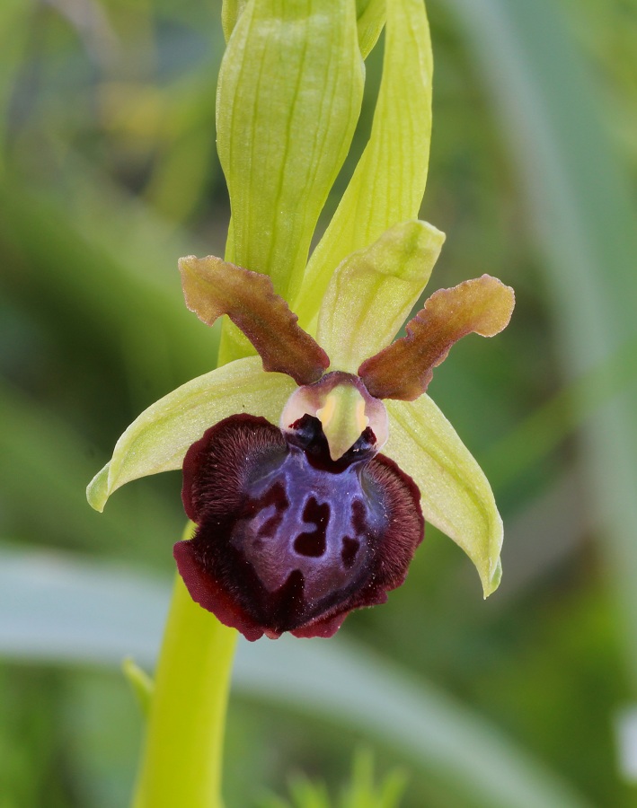 Ophrys sphegodes subsp. garganica