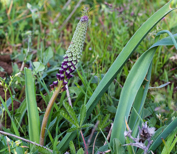 Muscari comosum / Muscari con il pennacchio, Lampascione