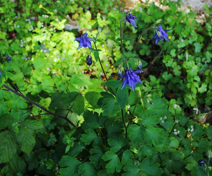 Aquilegia sp.