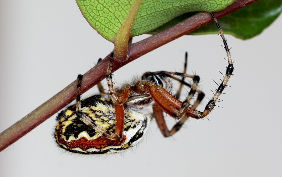 Araneidae: Aculepeira armida  - Manfredonia Gargano (FG)