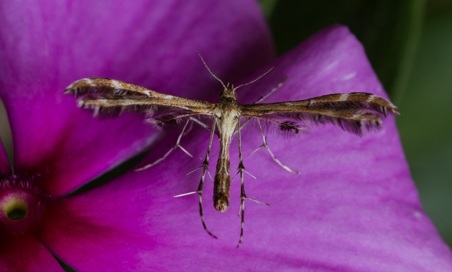 Da id - Oxyptilus sp., Pterophoridae