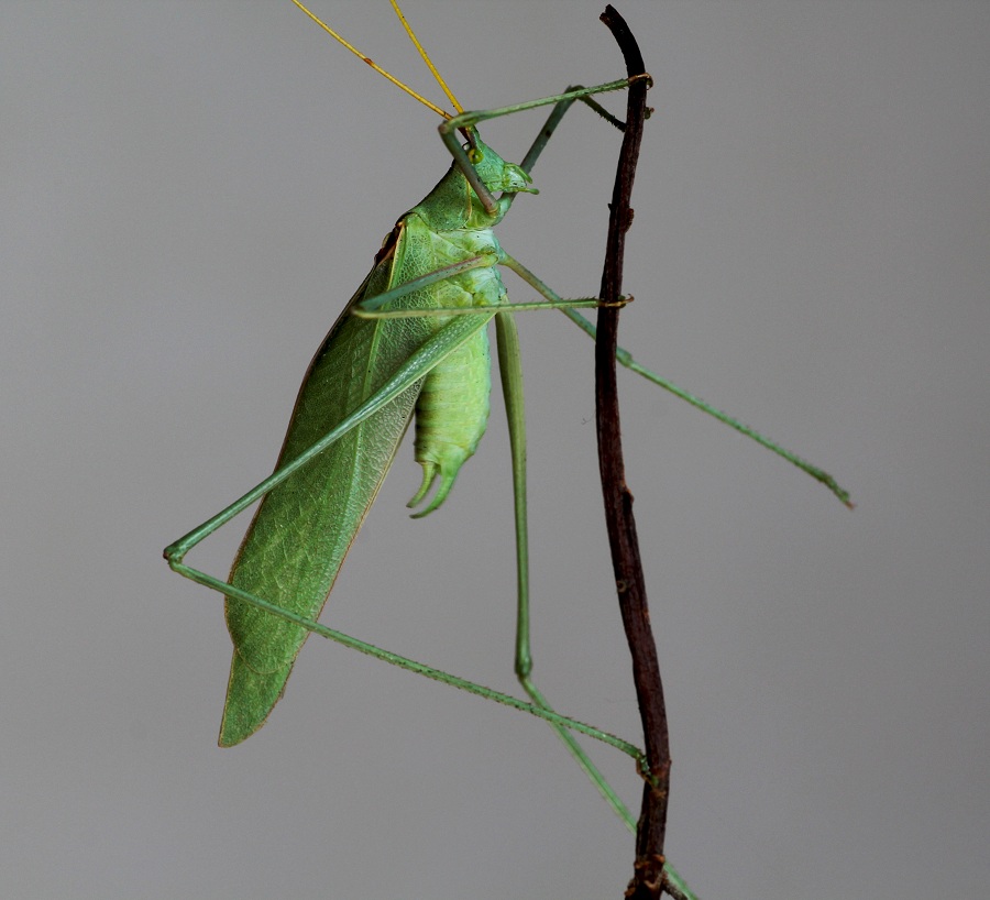 Phaneropteridae:  Acrometopa cfr.  italica, maschio