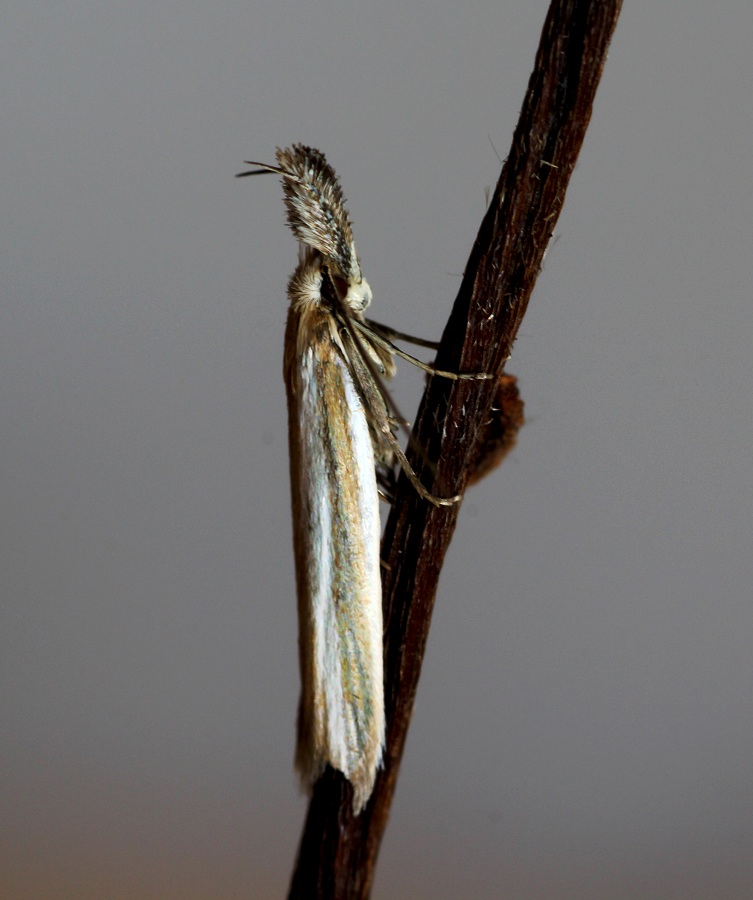 da id - Pleurota aristella