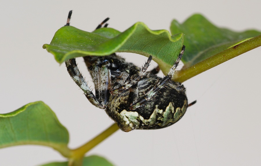 Araneus circe o Araneus angulatus?  - Manfredonia Gargano (FG)