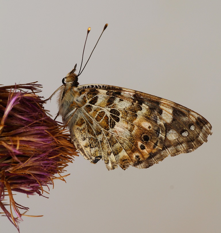 da id  - Vanessa cardui