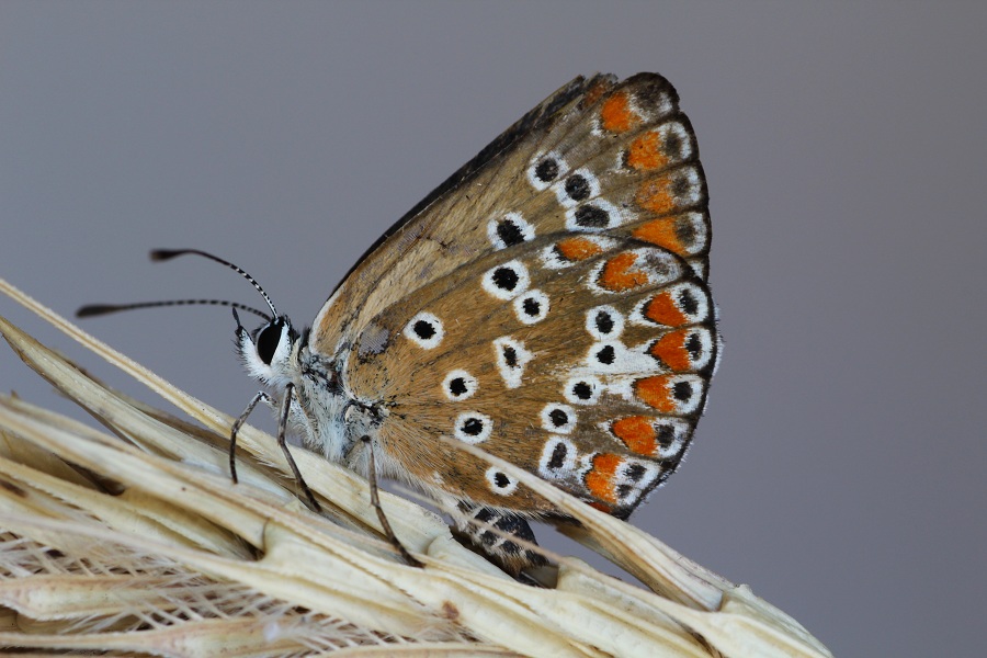 farfalla da id - Aricia agestis, Lycaenidae