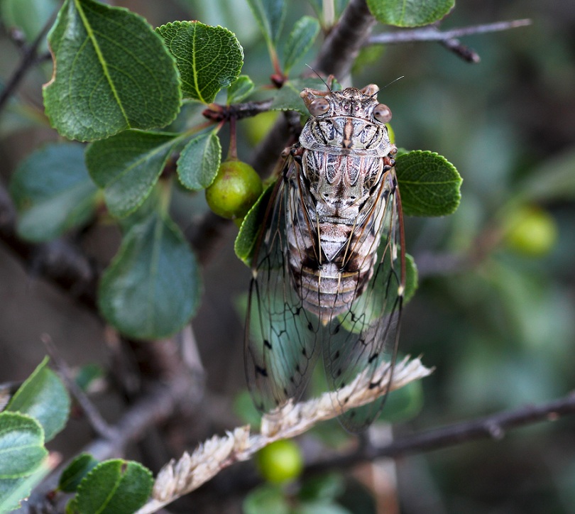 Cicadidae:  Cicada orni e Cicadatra atra (cfr.)
